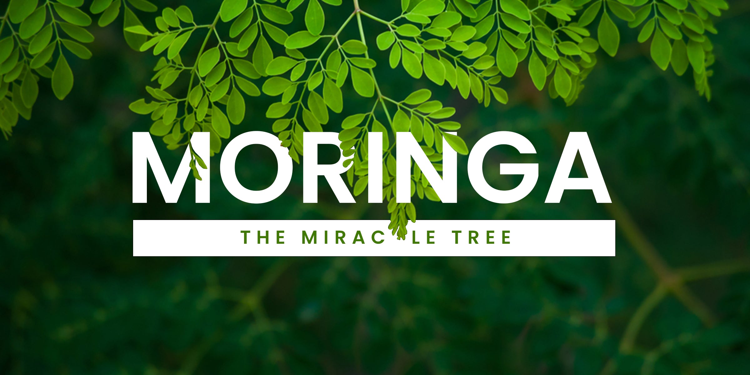 Moringa: The Miracle Tree